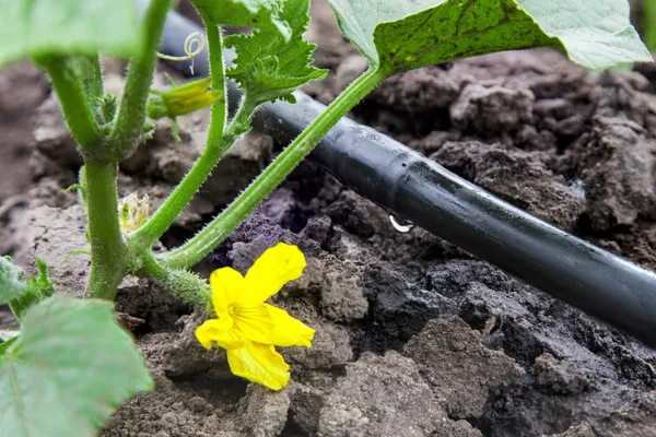 depositphotos_47438909-stock-photo-drip-irrigation-system
